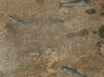 遊魚（2021）19,800円（税込）