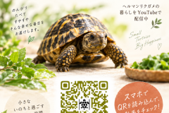 キノコトーク「リクガメ『エルマ』の日常」