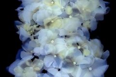 紫陽花＃003