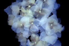 紫陽花＃001