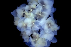 紫陽花＃001