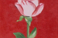 薔薇の花