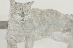 ④灰色の猫