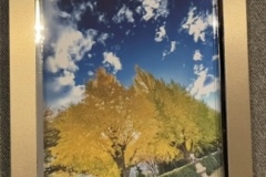 靖国の紅葉（完売）